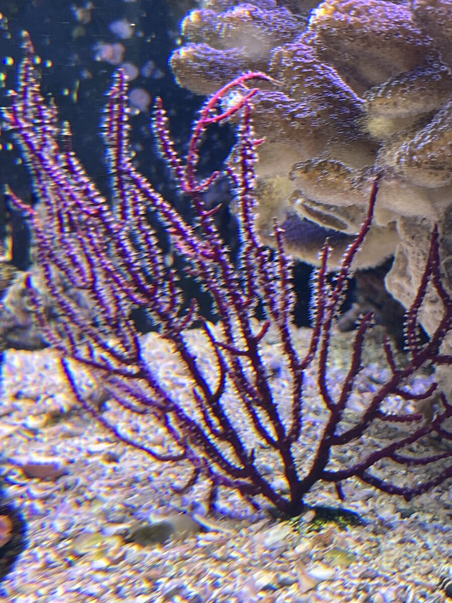 IMG_4277.jpeg