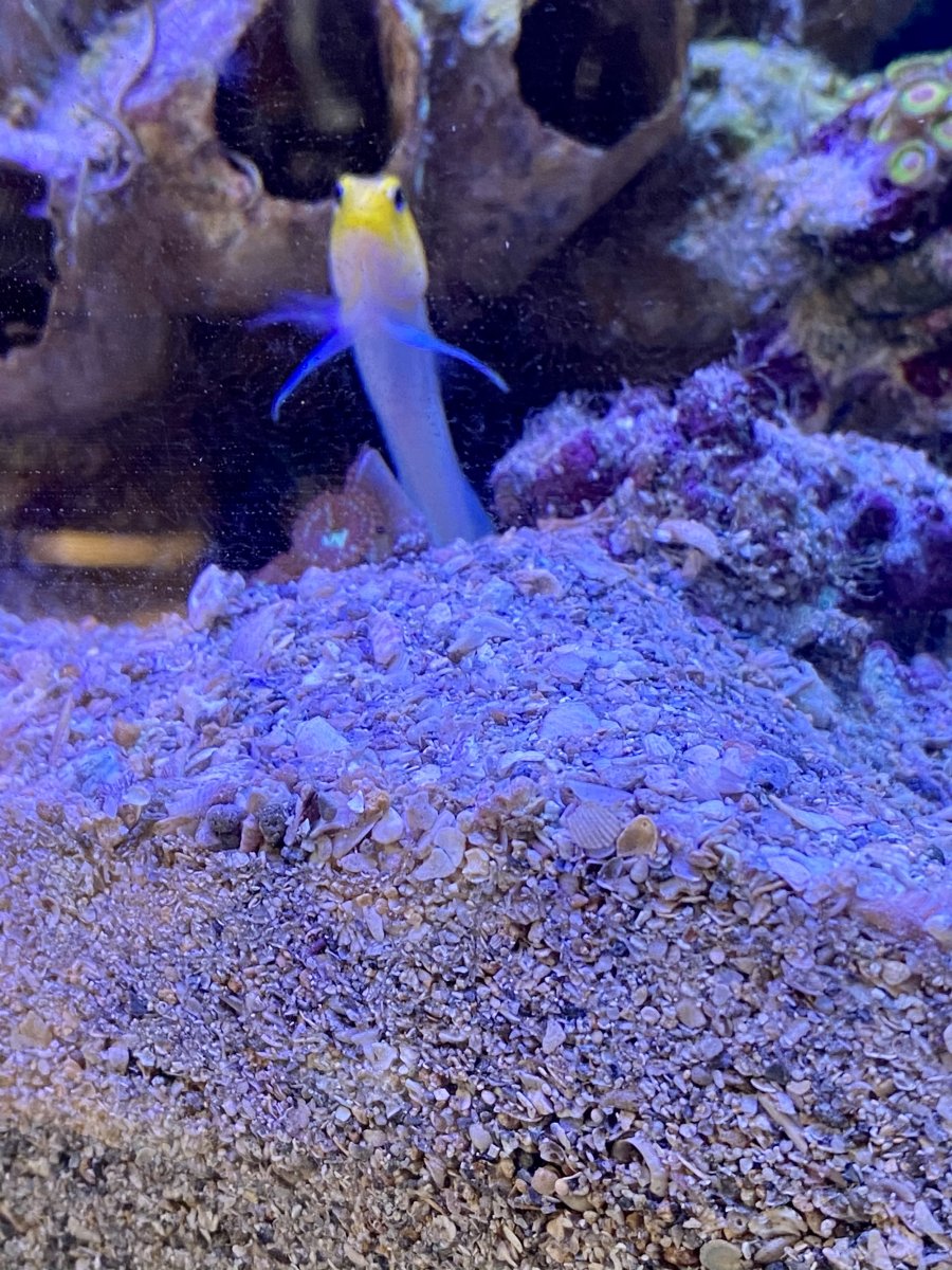 Saltwater live best sale sand