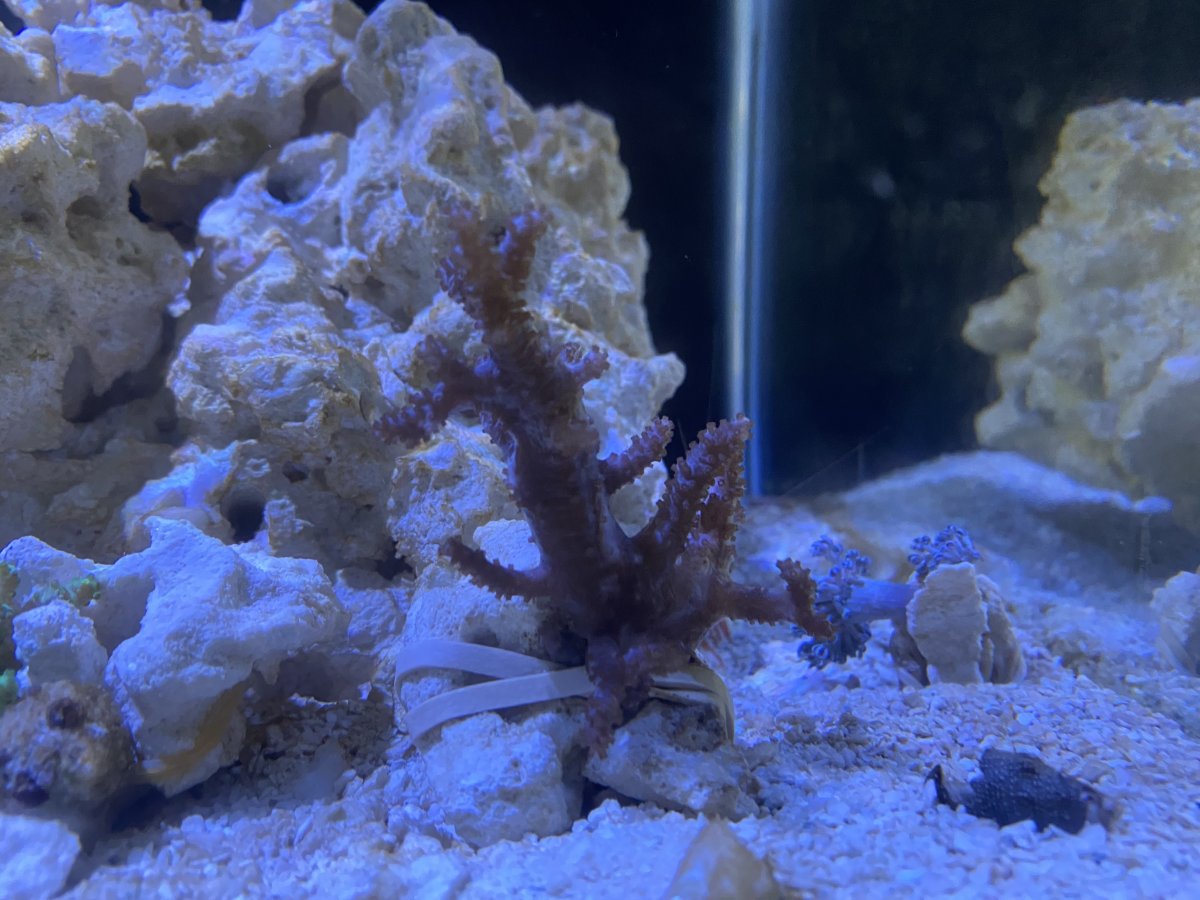 Any ID on these two? Thought they were nepthea but now I’m thinking ...