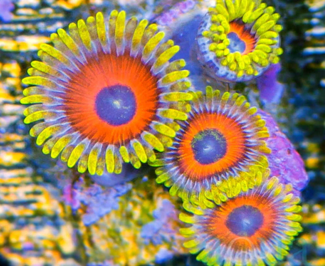 What’s your favorite zoa? | Reef2Reef