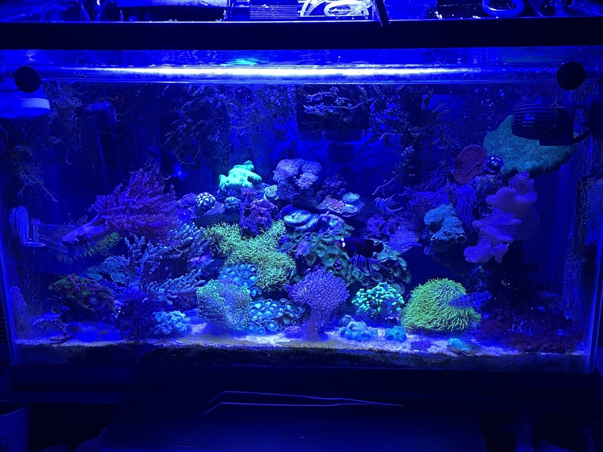 Do I really need a protein skimmer for a reef/fish tank? 30 + 36 gallons?