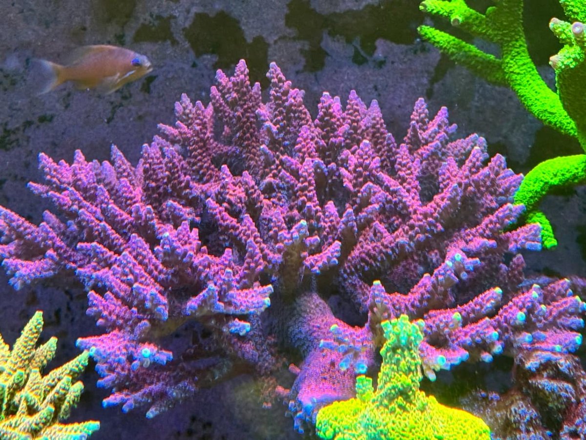 IMG_4351.jpeg