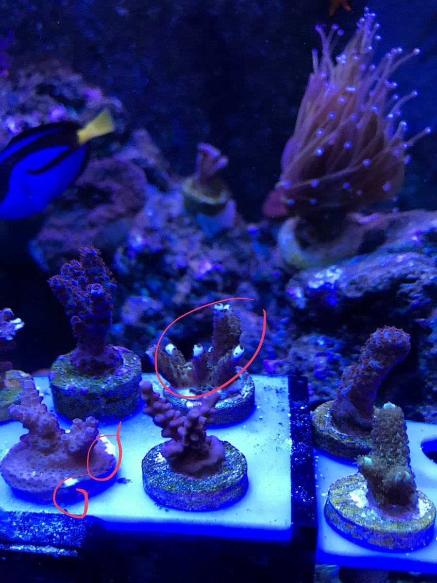 All sps are going STN after few days | Page 2 | Reef2Reef