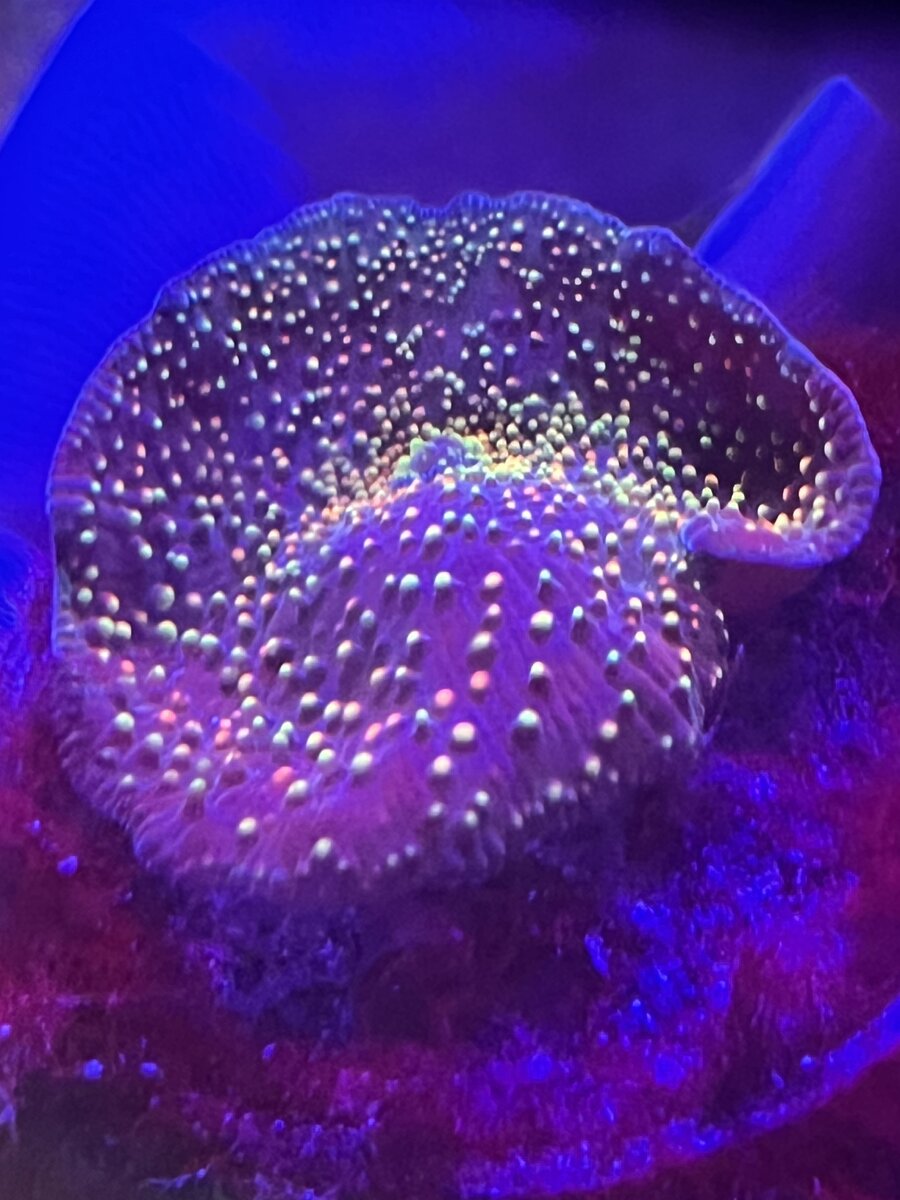 IMG_4376.jpeg
