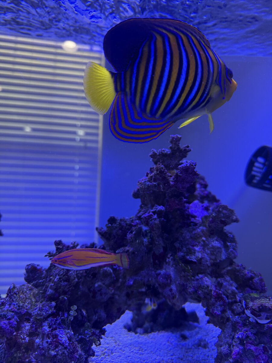 IMG_4382.jpeg