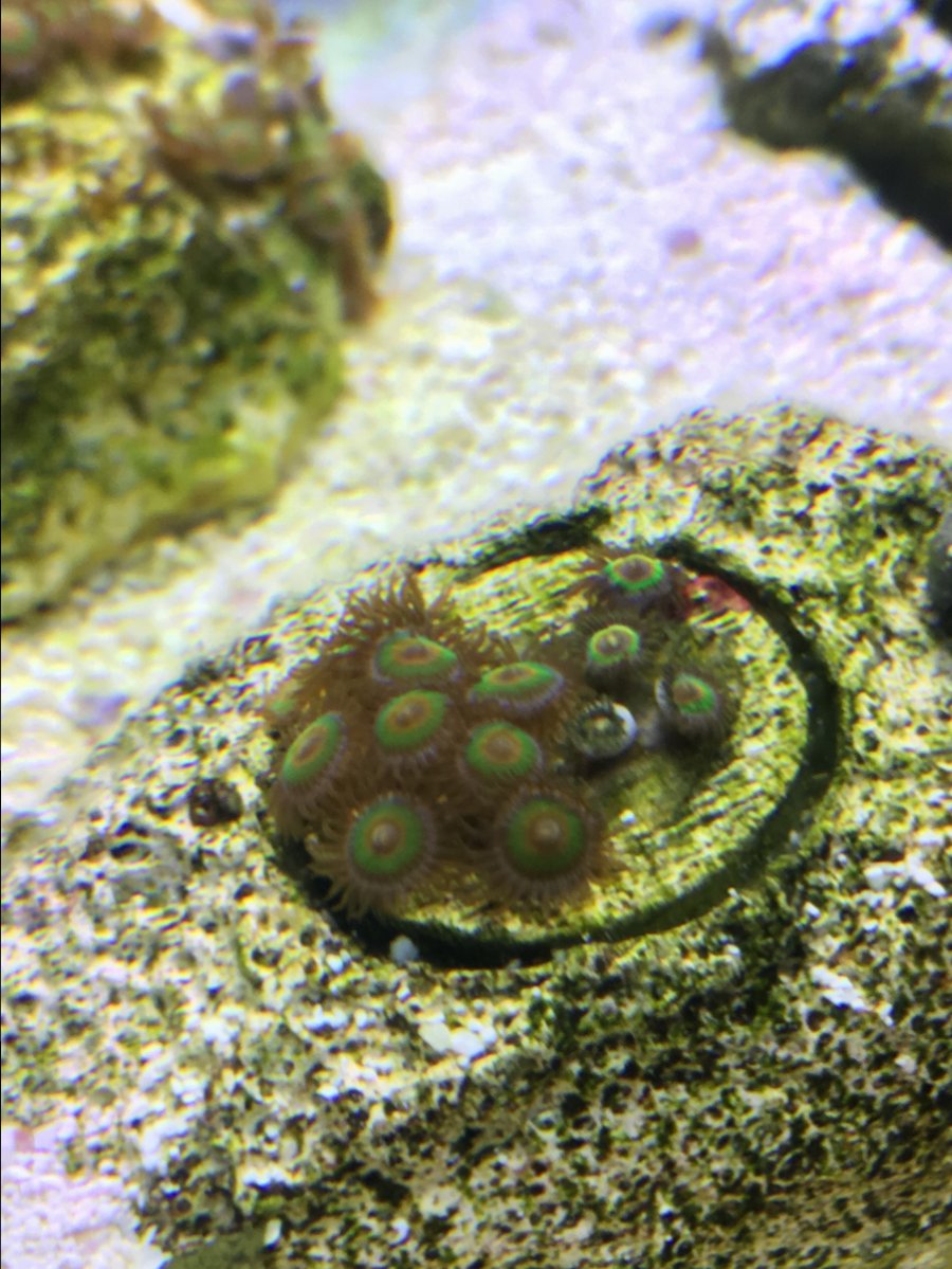 New York Coral Colonies for Sale SPS REEF2REEF Saltwater and Reef