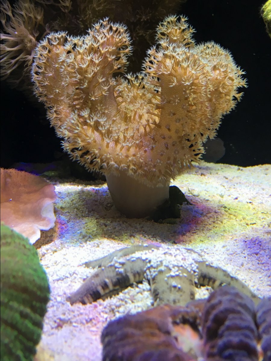 New York Coral Colonies for Sale SPS REEF2REEF Saltwater and Reef