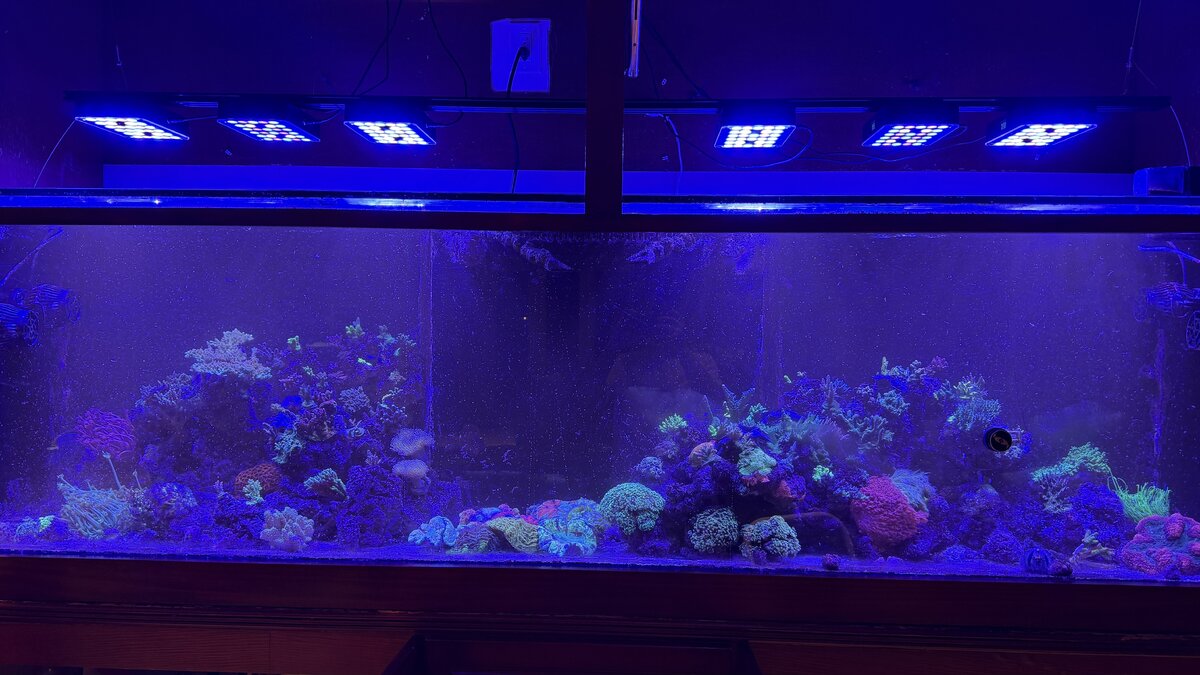 My “top secret” “highly patented” algae scraper. Video | Reef2Reef