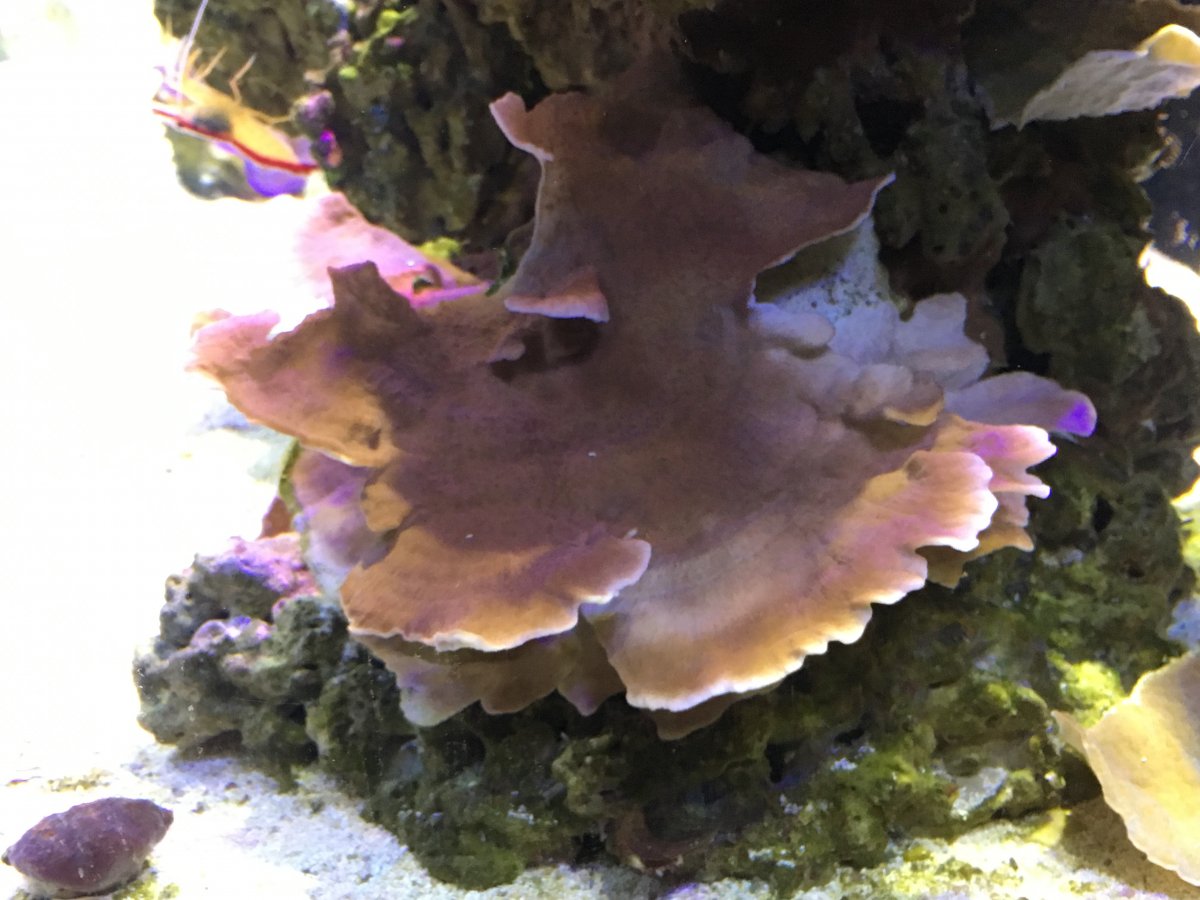 New York Coral Colonies for Sale SPS REEF2REEF Saltwater and Reef