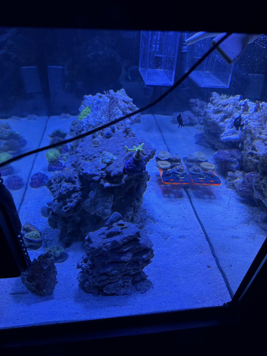 IMG_4442.jpeg