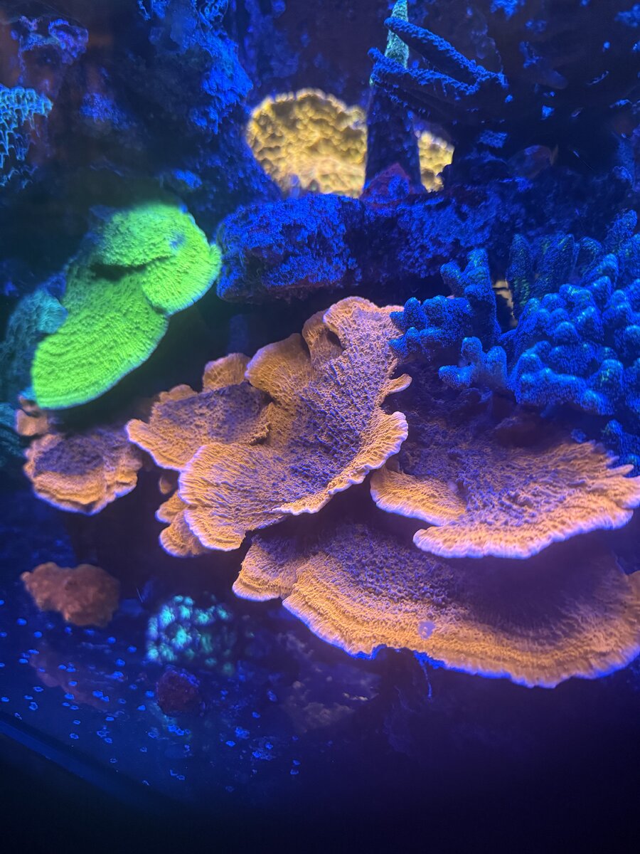 IMG_4477.jpeg