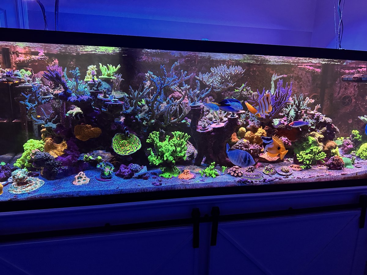 Are you happy with your current stock of fish? | Page 2 | Reef2Reef