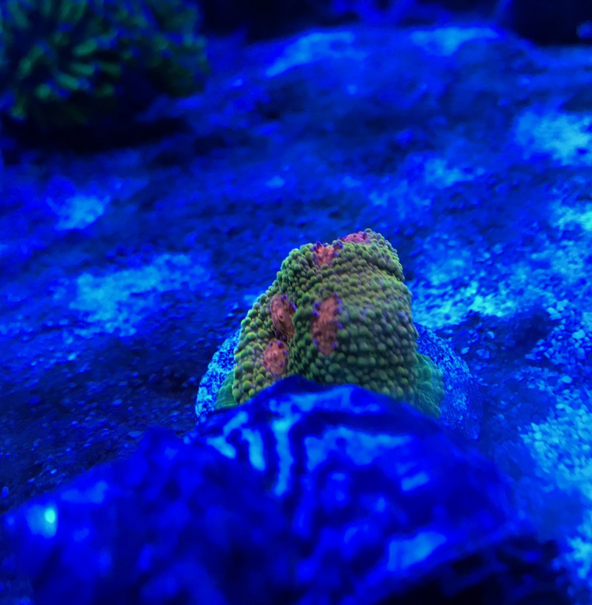 IMG_4503.jpeg