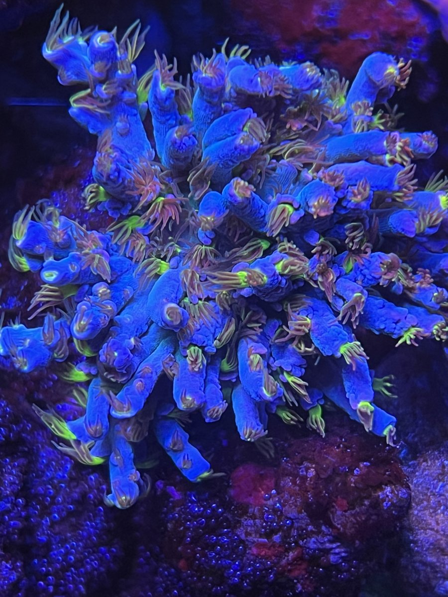 IMG_4529.jpeg