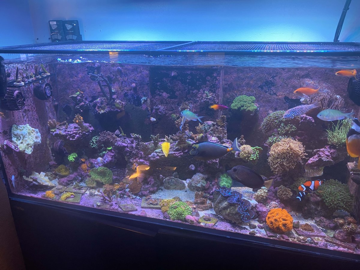 DIY All-For-Reef Recipe from Tropic Marin! Thanks Zack! | Page 12 ...