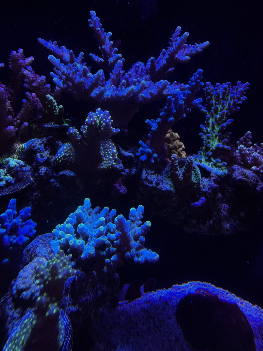 IMG_4537.jpeg