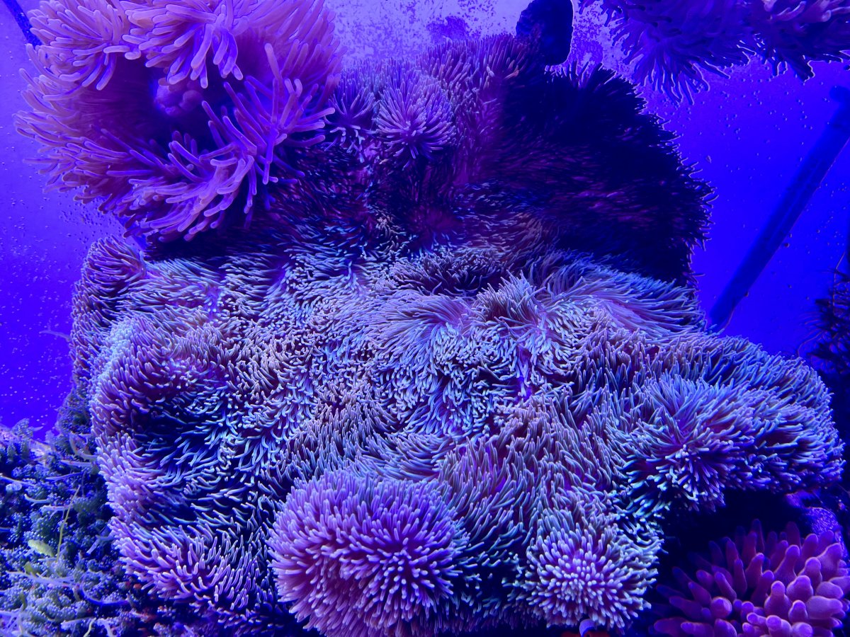 IMG_4544.jpeg