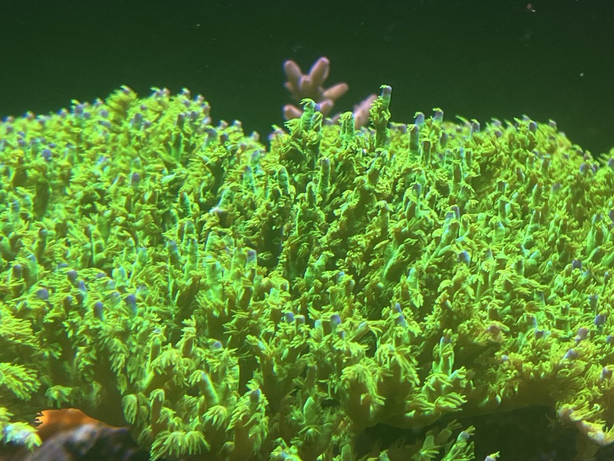 IMG_4544.jpeg