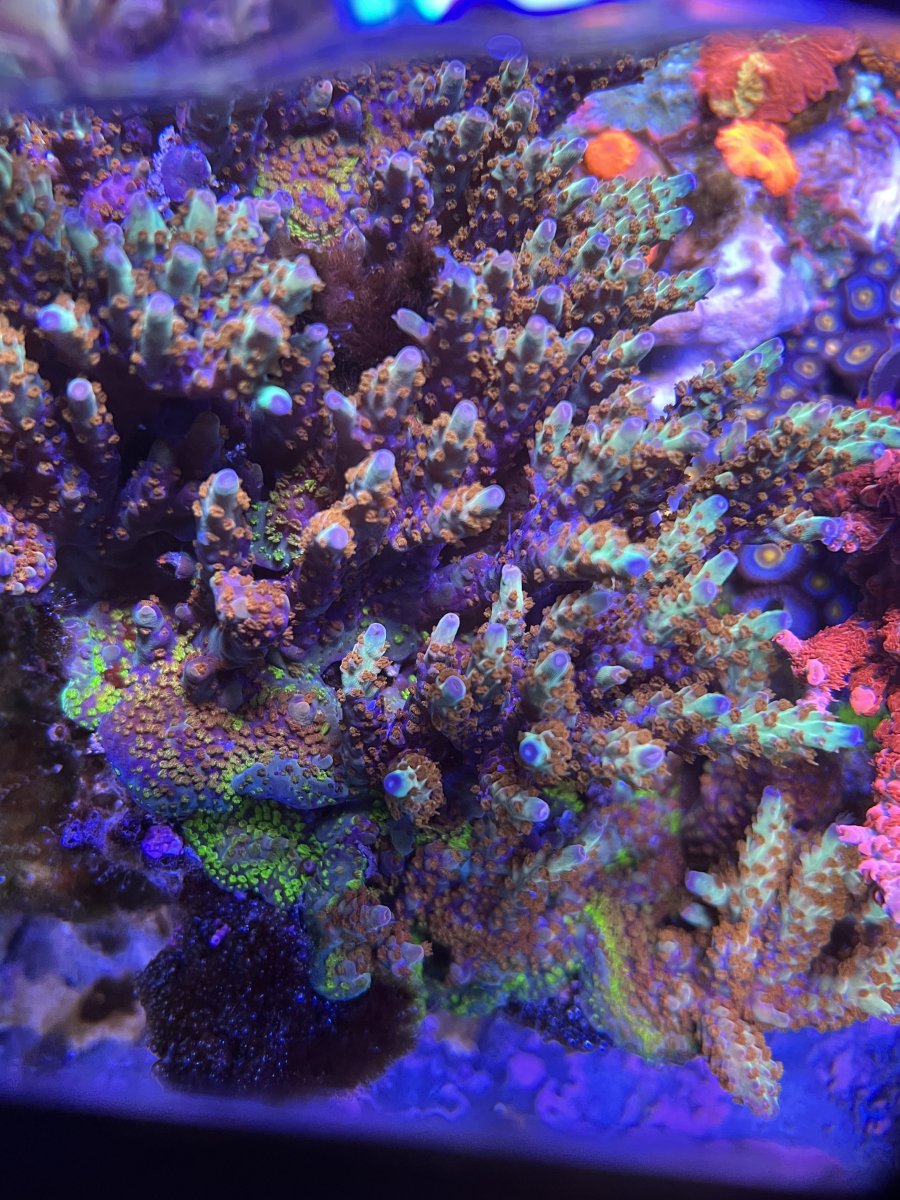IMG_4544.jpeg