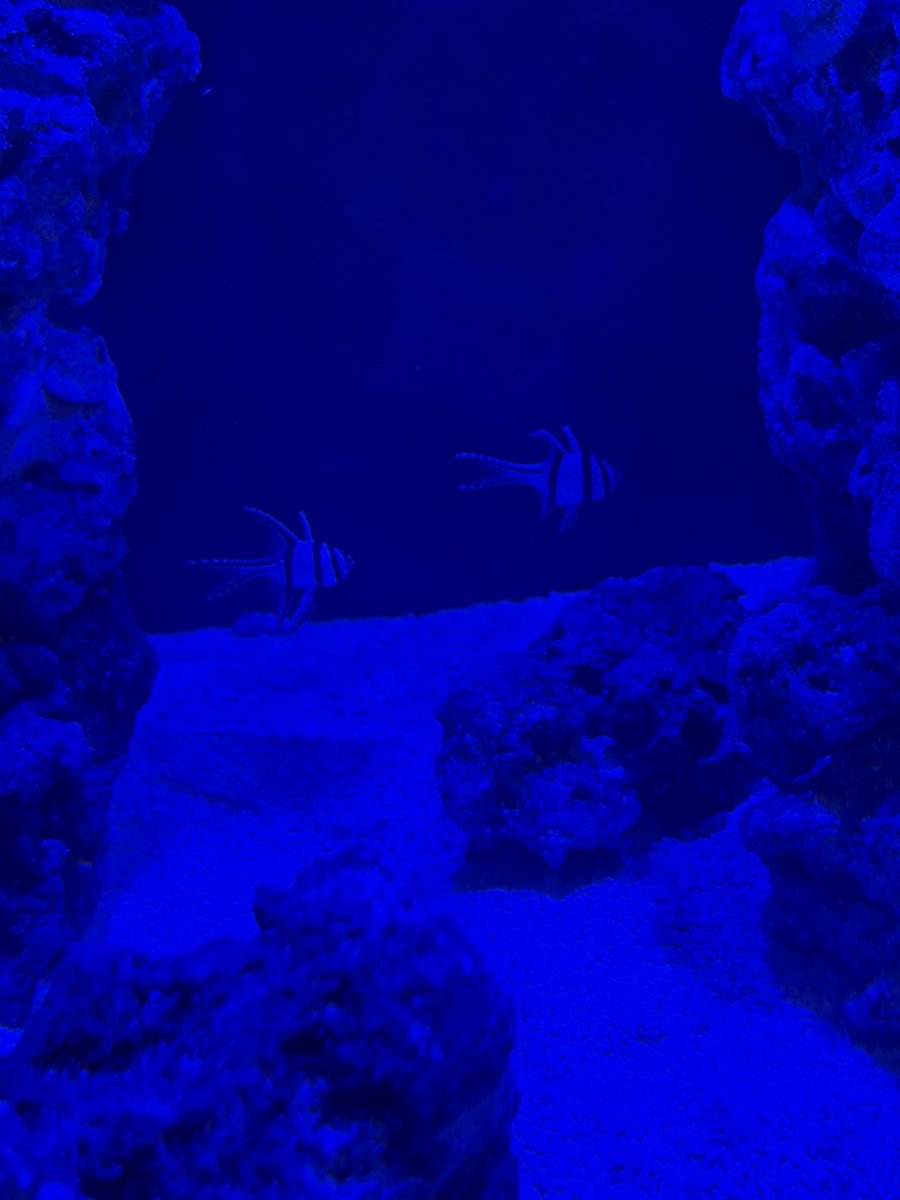 IMG_4550.jpeg