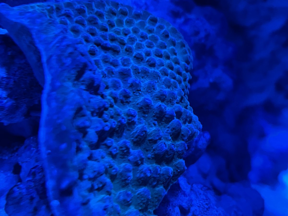 IMG_4557.jpeg