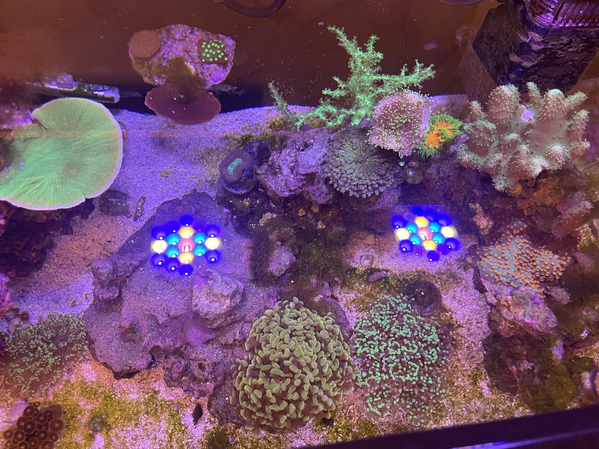 Build Thread - The Legal B(REEF): Office 40 Breeder | Page 3 | Reef2Reef