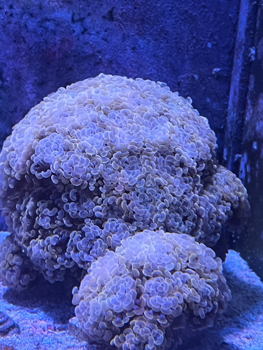 IMG_4587.jpeg