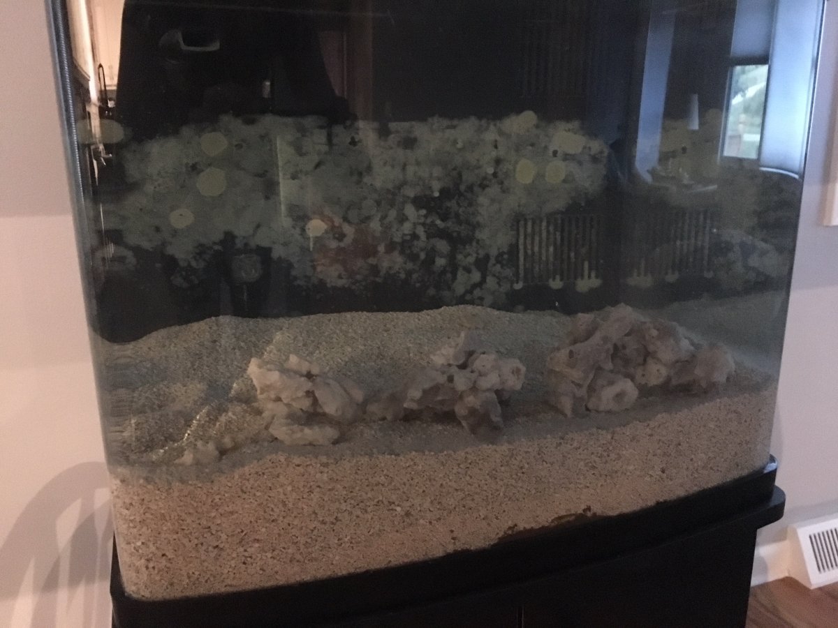 Build Thread - Biocube Reboot - Deep Sand Bed experiment | REEF2REEF ...