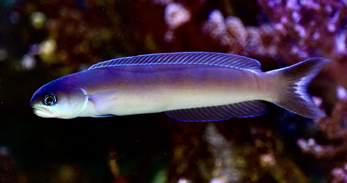 Controversial fish in LFSs? | Page 6 | Reef2Reef