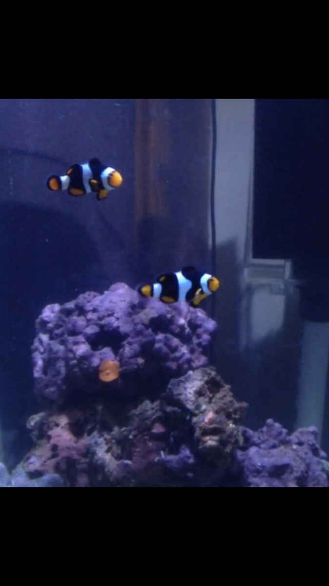 IMG_4706.PNG