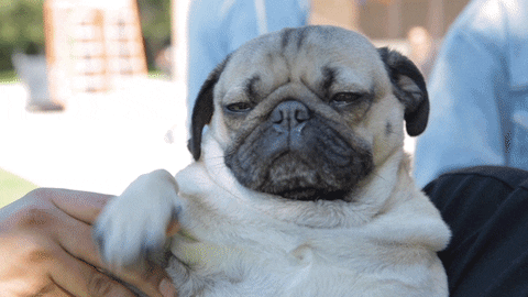 IMG_4767.GIF
