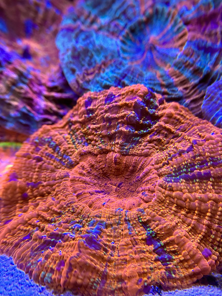 New Jersey - New York - Live Goods - Very Rare Master Meat Corals HIGH ...