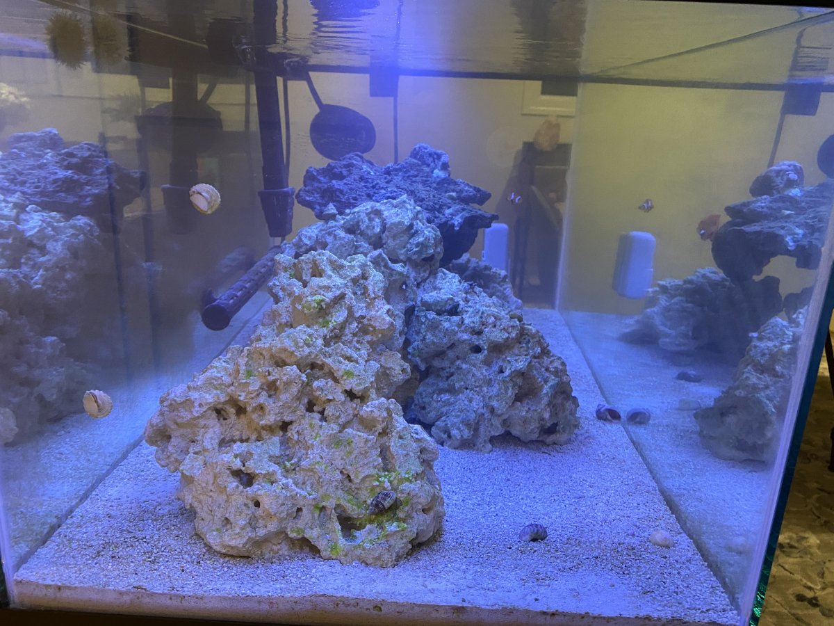 New Tank Help | REEF2REEF Saltwater and Reef Aquarium Forum