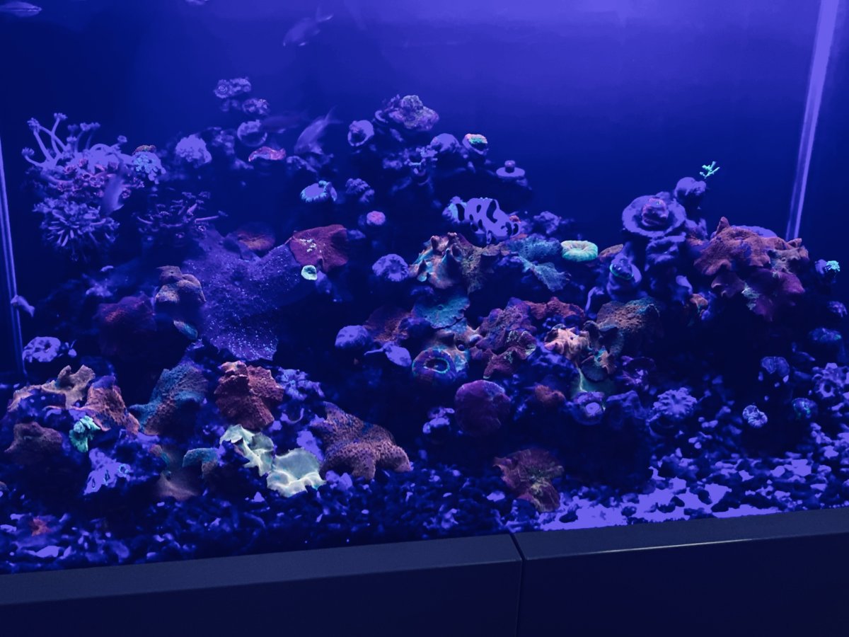 IMG_4796.jpeg