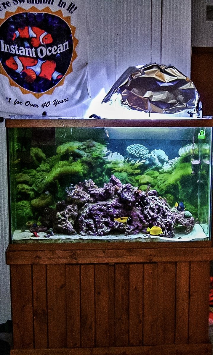 Beginner Topic A Beginner s Guide to Reef Aquariums Reef2Reef