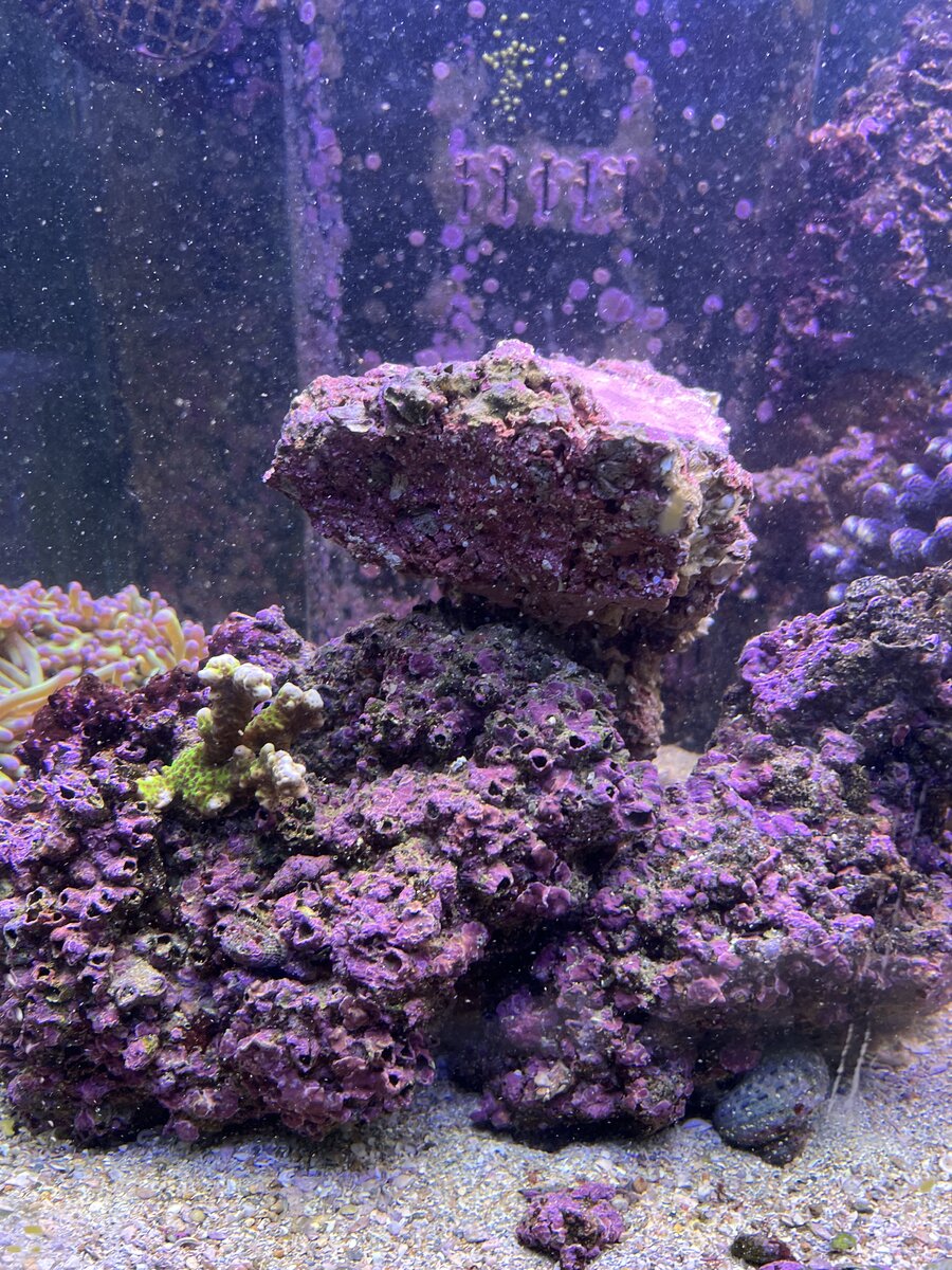 IMG_4810.jpeg