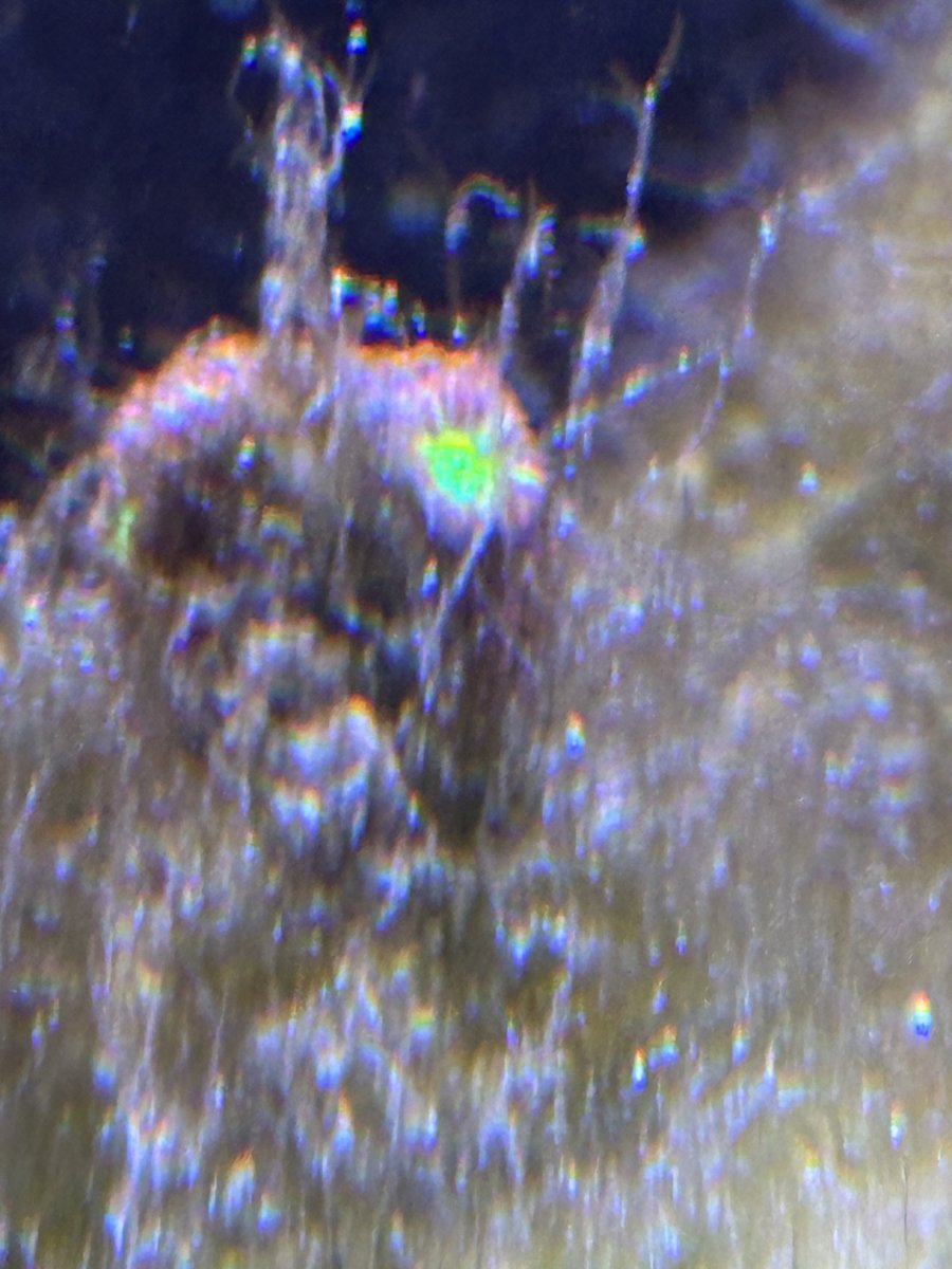IMG_4821.jpeg