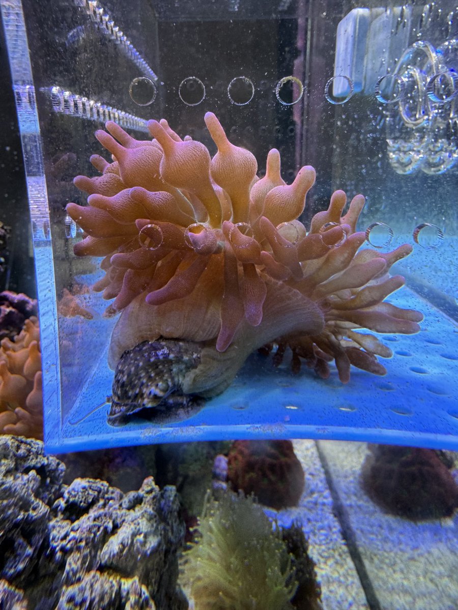 Build Thread - 270 Gallon 