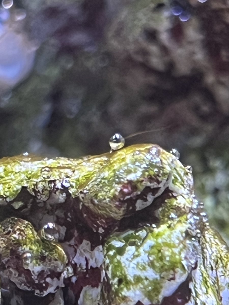New algae growth staring to affect coral extension. | Reef2Reef