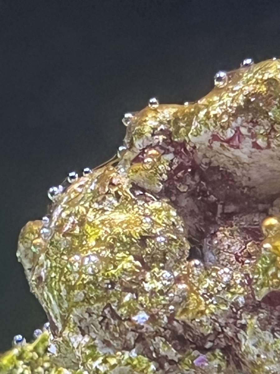 New algae growth staring to affect coral extension. | Reef2Reef