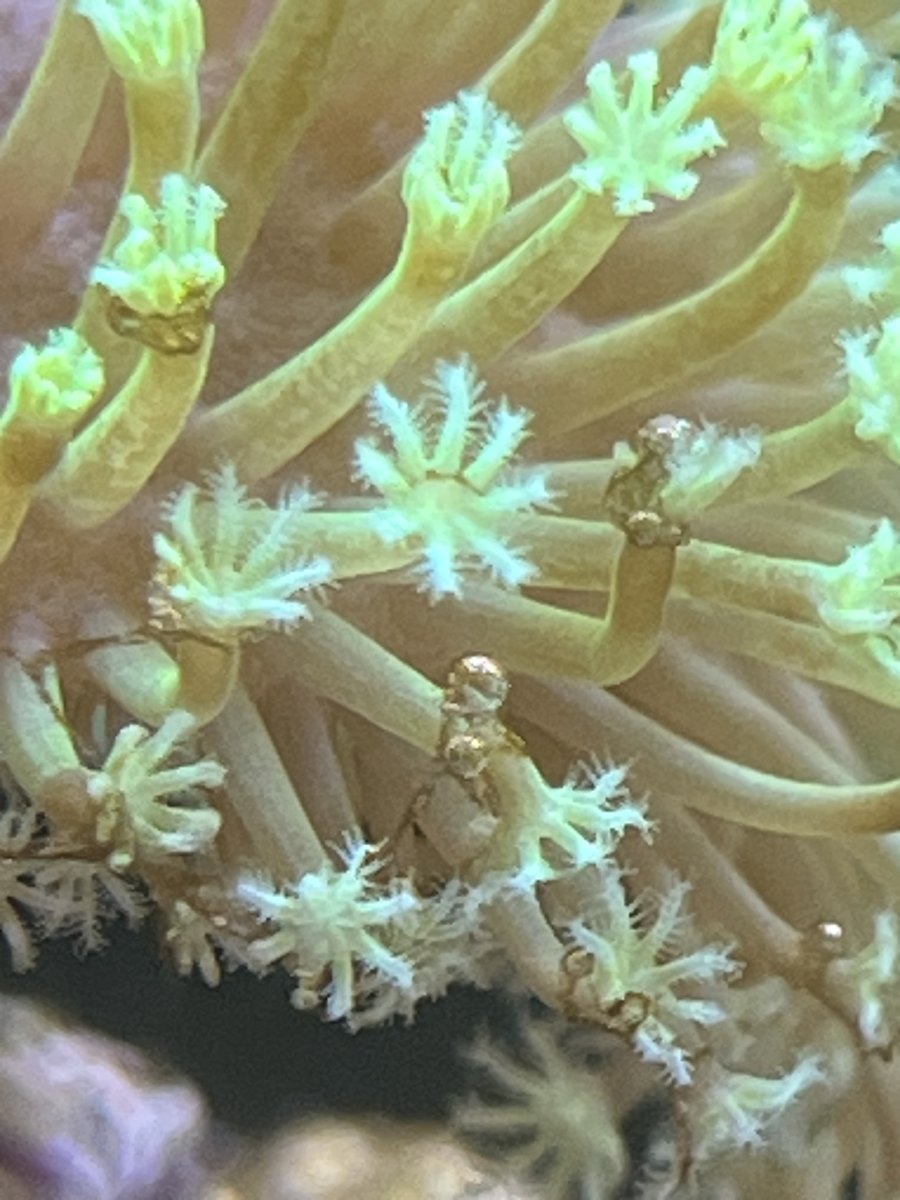 New algae growth staring to affect coral extension. | Reef2Reef