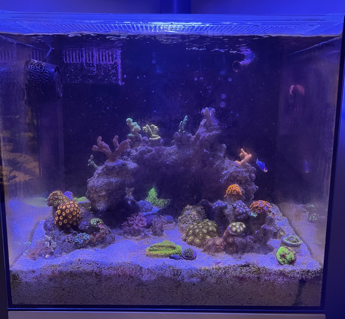 Suggestions for nano reef addition | REEF2REEF Saltwater and Reef ...