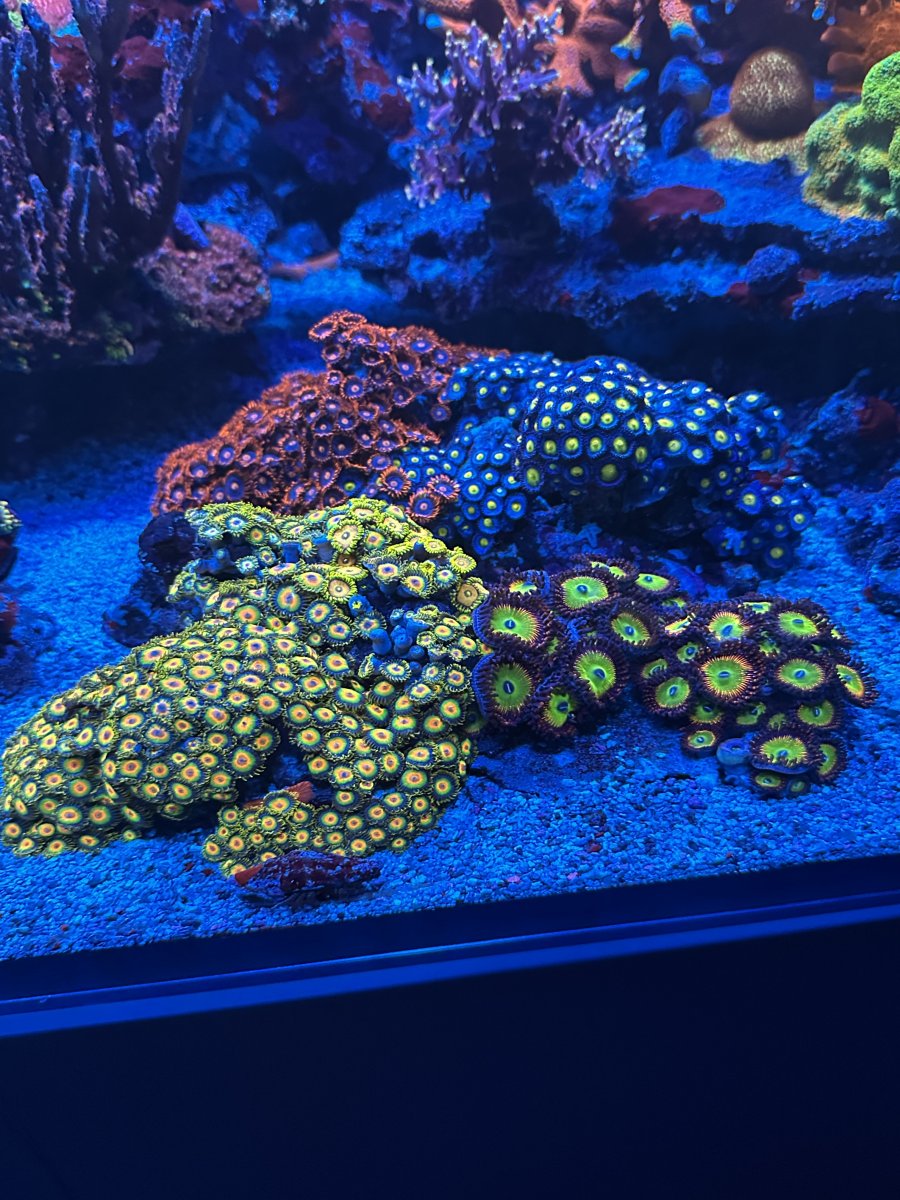 Who has the best looking zoa on here! Share with all of us! | Page 6 ...