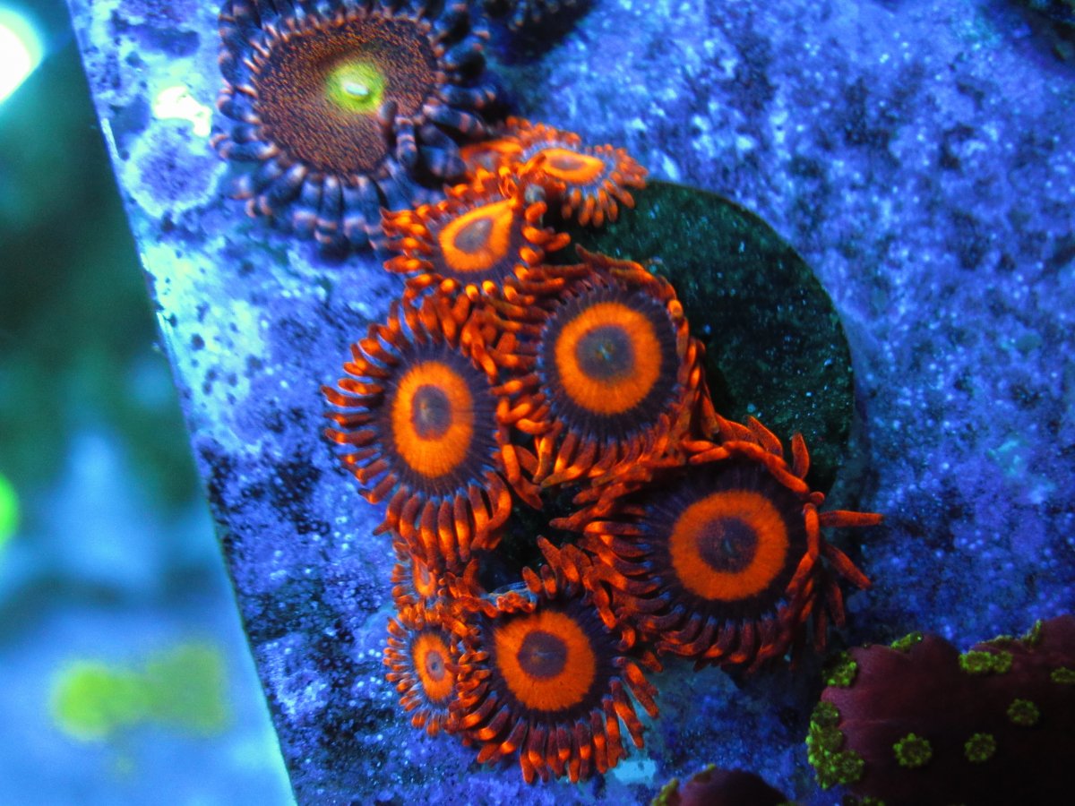 Z.O.A 「Confusion in Normality 」新品CD ゾア White Zombie Zoa (Aquacultured) – Whitlyn Aquatics