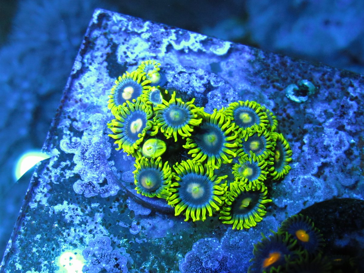 Pennsylvania - Zoa 10 Pack- Hallucinations/Utter Chaos/KH