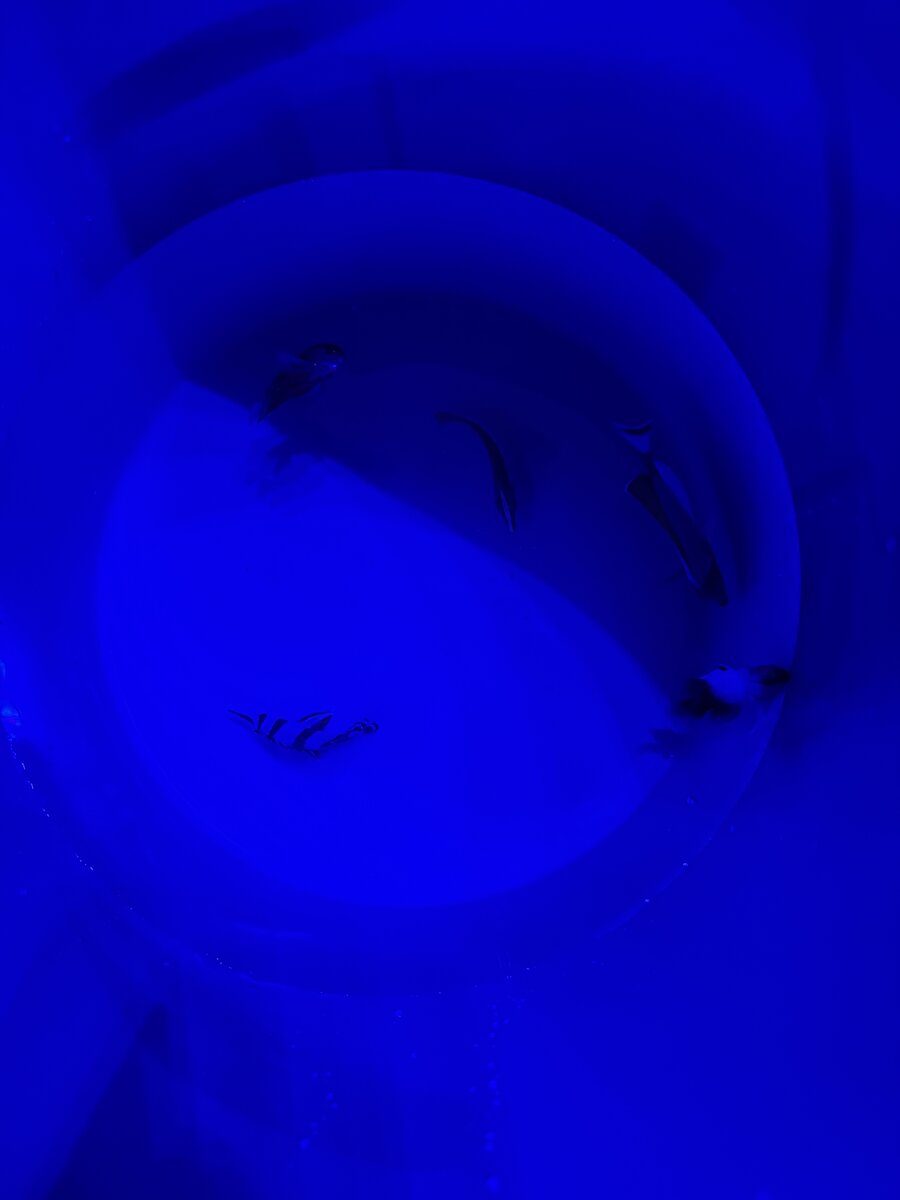 IMG_4886.jpeg