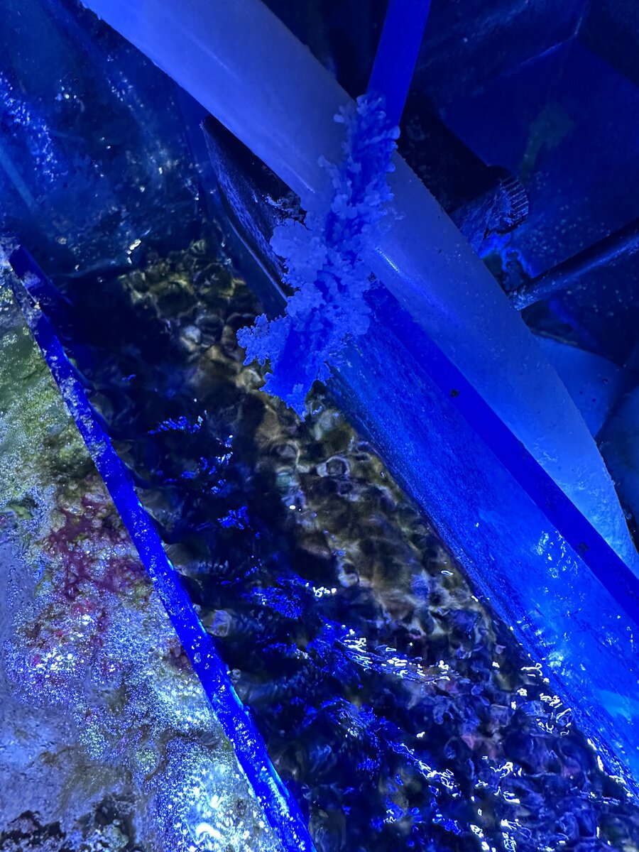 IMG_4891.jpeg