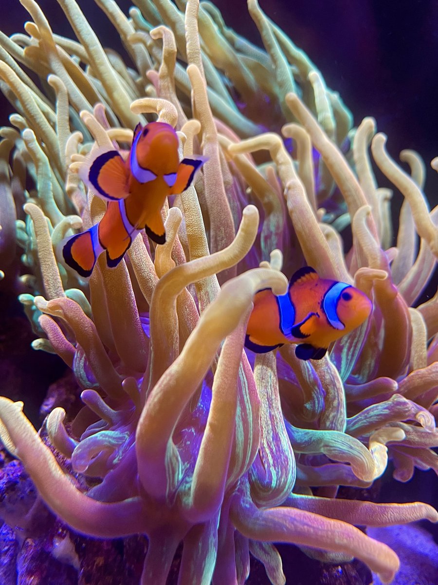 Reef Spotlight - REEF OF THE MONTH - February 2024