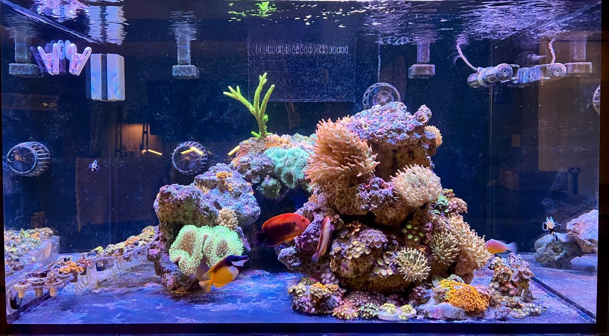Full Tank Shots | Reef2Reef