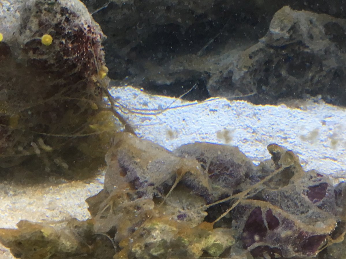 Thin Strings What is it? | Reef2Reef